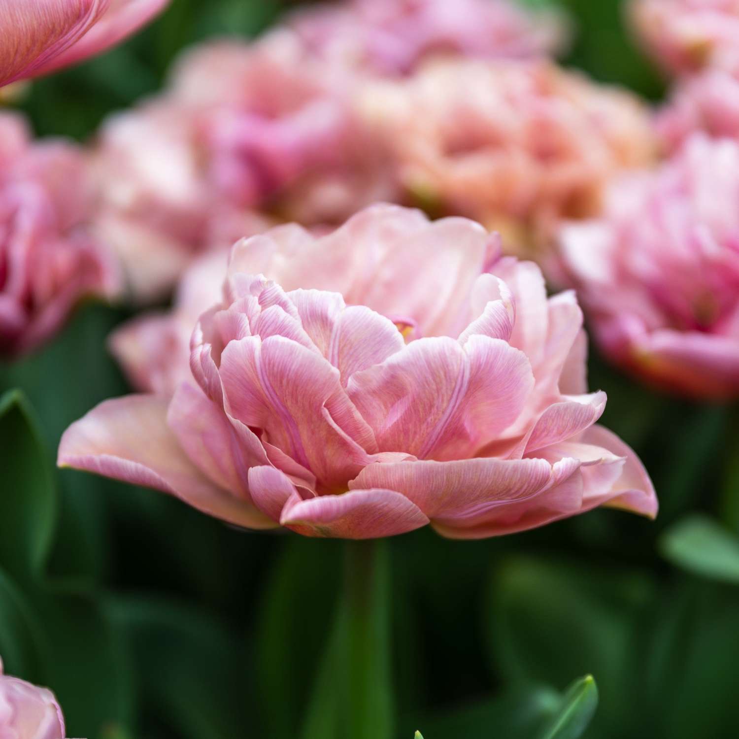 Tulipan 'Beachberry'